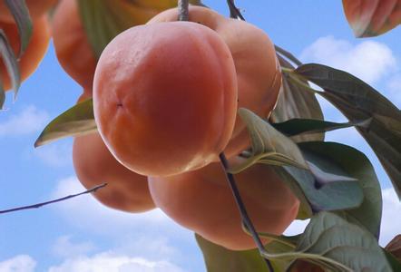 秋天的柿子是天然醒酒藥 哪種吃法更養人