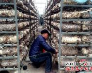 近年來，泌陽縣努力把食用菌產(chǎn)業(yè)打造成生態(tài)、健康的產(chǎn)業(yè)，并做大做強，引領(lǐng)農(nóng)民增收，農(nóng)業(yè)增效。為進一步發(fā)展食用菌產(chǎn)業(yè)，提高土地利用率和整體種植效益，泌陽縣鼓勵引導(dǎo)種植戶在生產(chǎn)上標(biāo)準(zhǔn)化，在栽培上基地化，在設(shè)施上現(xiàn)代化，并積極幫助種植戶、種植大戶、食用菌種植合作社協(xié)調(diào)土地、資金、技術(shù)等發(fā)展壯大食用菌產(chǎn)業(yè)。