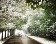 你是不是也沒想到，每天走的大道在攝影師的鏡頭下，有了雪花的襯托，竟也可以如此唯美！