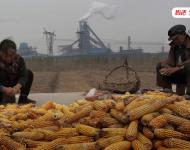 大楊官營村村民吳國興和老伴張蘇琴住的房子離燕山鋼鐵廠最近，每天早晨開門，地上都有一層灰塵，平時窗門不敢開，曬在屋頂上的玉米被燕山鋼鐵廠的煙塵覆蓋了一層灰。