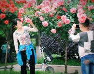 又是一年月季花開時，駐馬店中心城區各個游園里的月季花開正旺 。