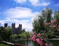 新雨輕洗昨夜天、藍天白云靚天中。（攝影/盛新亞）