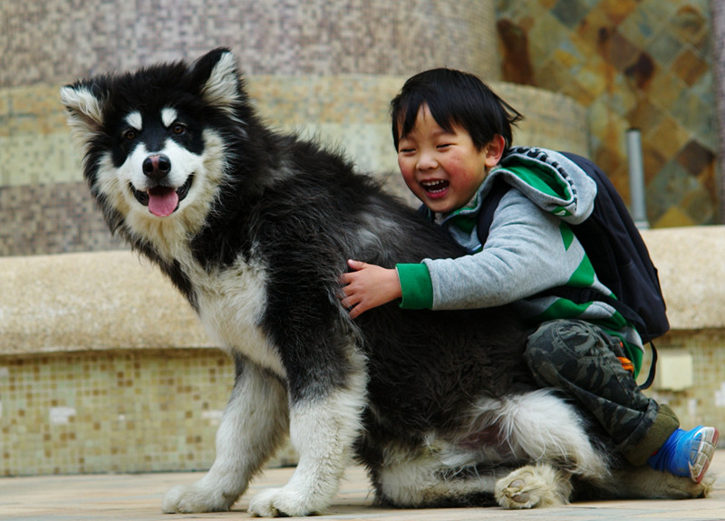 研究稱養狗可降低兒童患氣喘病和濕疹的風險