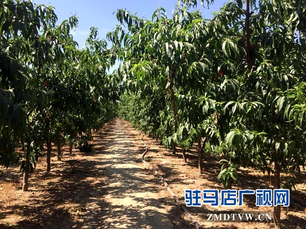 驛城區劉莊村10畝桃子成熟摘不完 市民采摘1斤1元