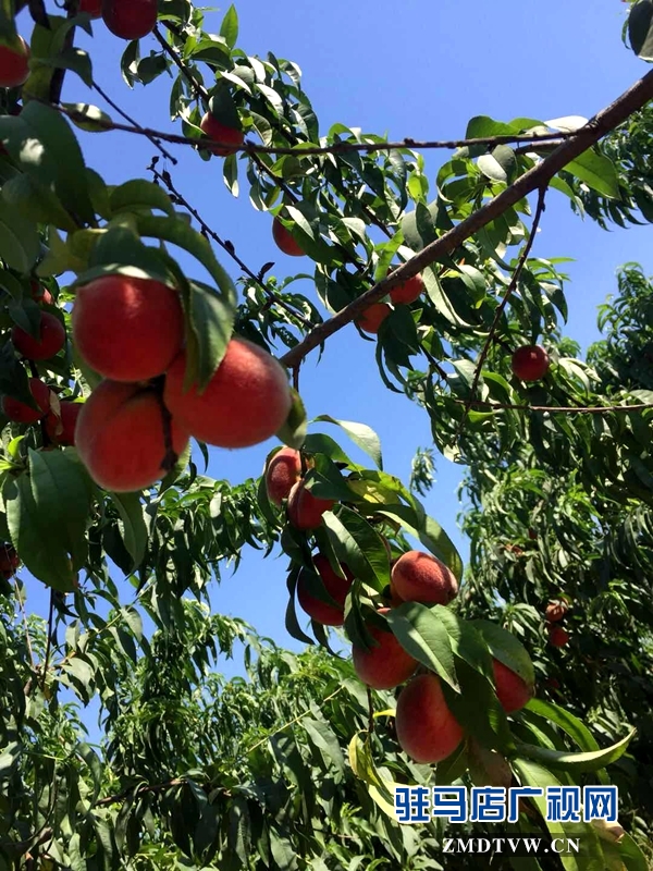 驛城區劉莊村10畝桃子成熟摘不完 市民采摘1斤1元