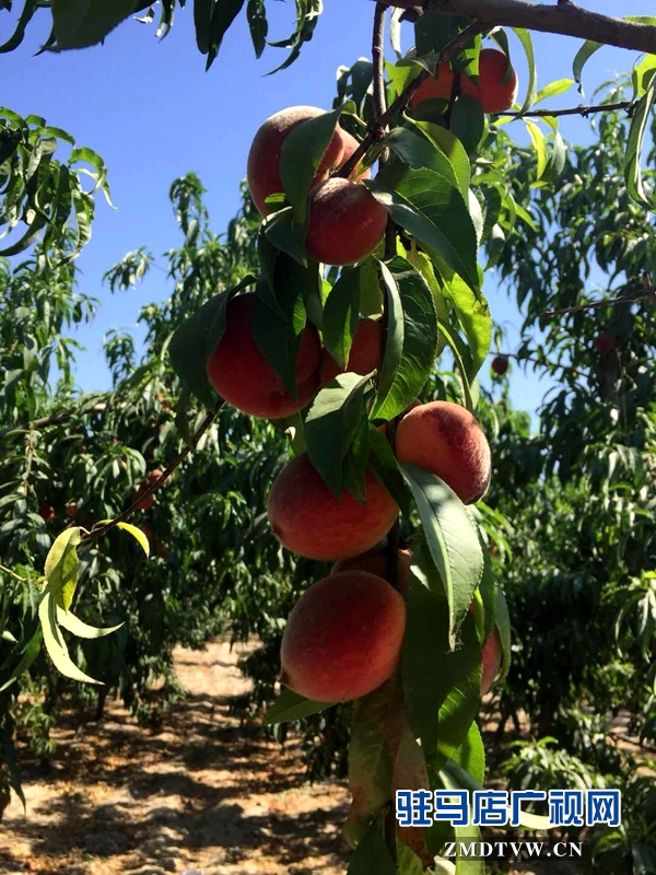 驛城區劉莊村10畝桃子成熟摘不完 市民采摘1斤1元