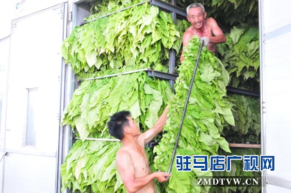 泌陽縣郭集鎮(zhèn)烤煙工作如火如荼