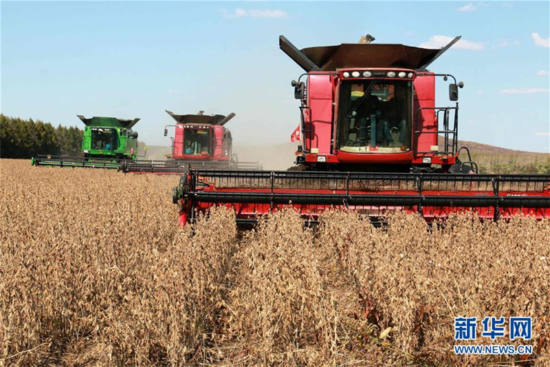 9月27日，黑龍江墾區五大連池農場集中機械力量全力搶收大豆。 新華社發（陸文祥 攝）