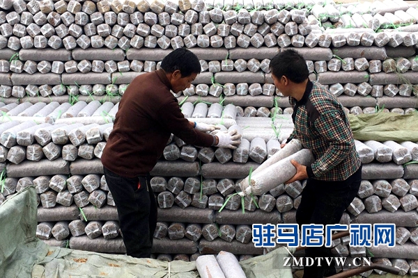 泌陽：冬閑變冬忙 農民種菇忙