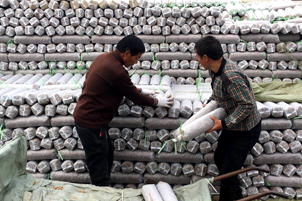 泌陽：冬閑變冬忙 農民種菇忙