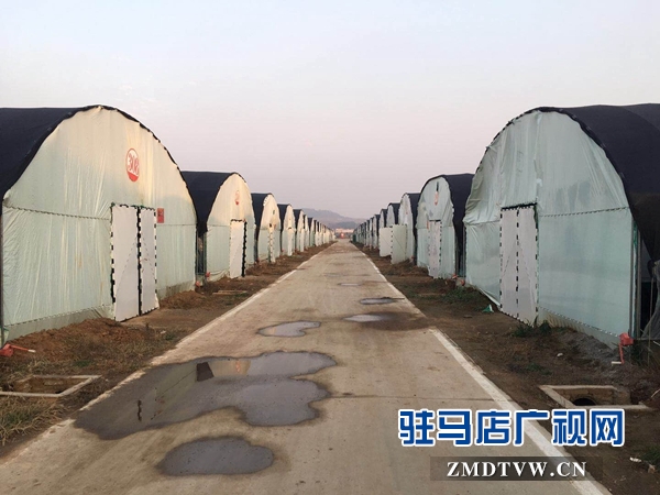 泌陽縣高邑鄉實行黨員+基地幫帶貧困戶