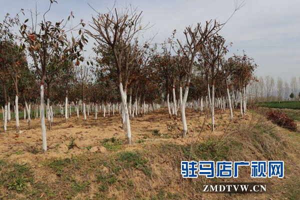 泌陽縣春水鎮強力推進綠化工作