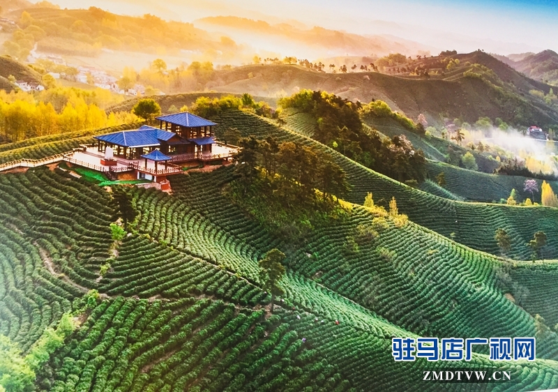 龍潭村萬畝茶園（攝影/王東紅）