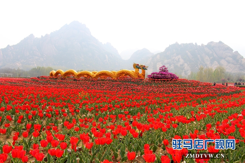 嵖岈山溫泉小鎮郁金香花開