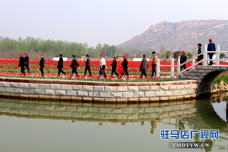 記者聚焦郁金香園