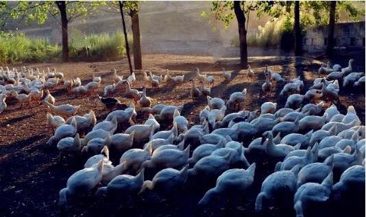 養殖大白鵝 走上富裕路