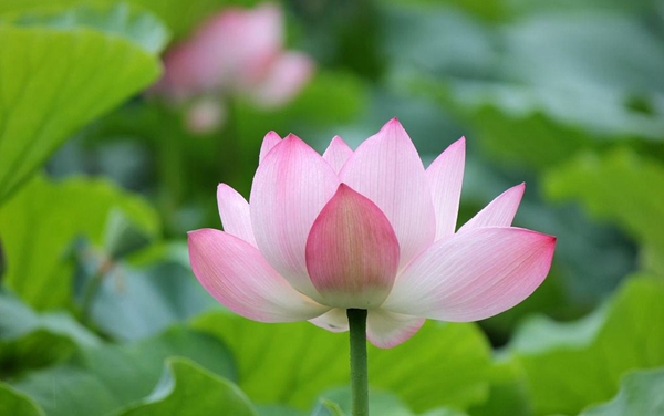 泌陽舉辦首屆荷花節