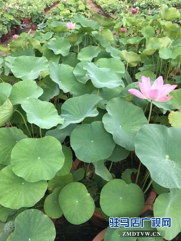 汝南縣&ldquo;沉睡千年&rdquo;的古蓮開了花