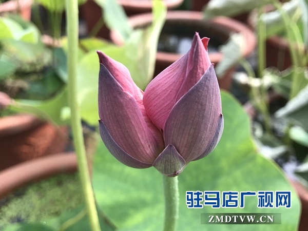 汝南縣&ldquo;沉睡千年&rdquo;的古蓮開了花