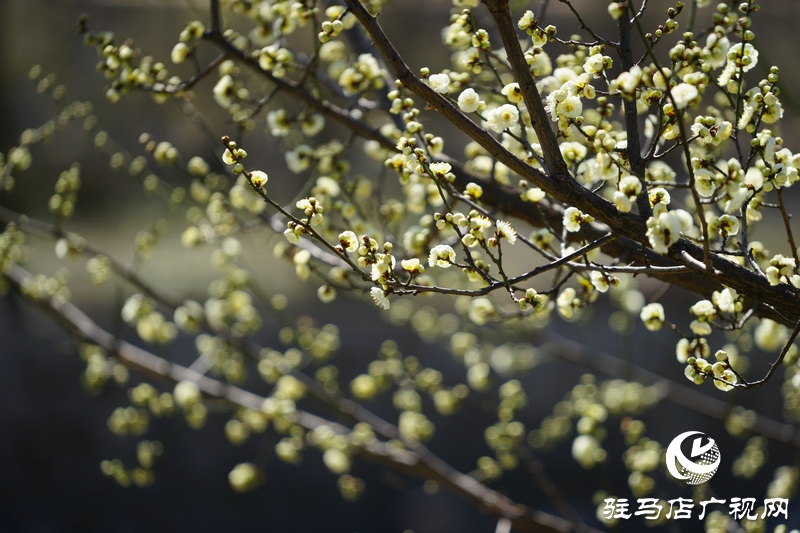 疫情之下的駐馬店，春天并沒有被按下暫停