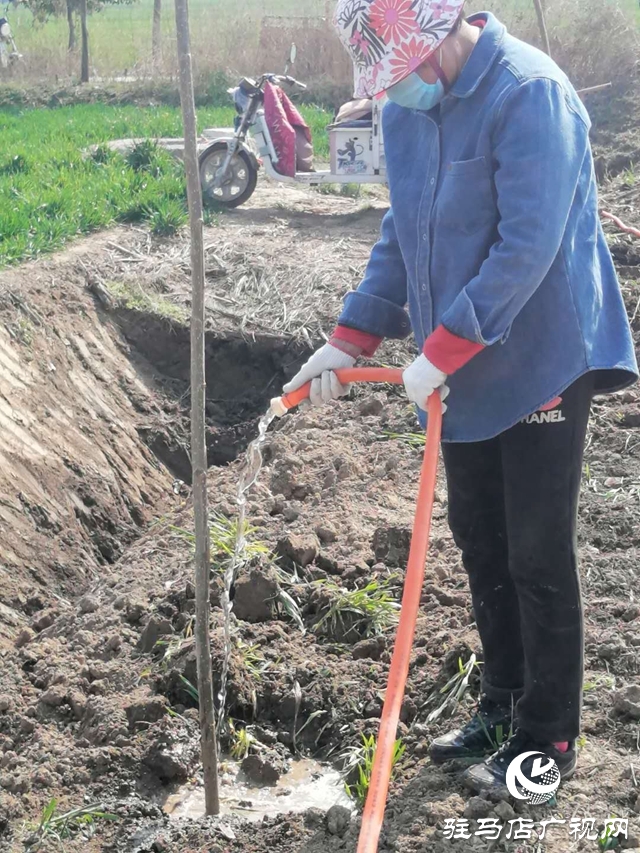 汝南縣板店鄉：疫情防控 農業生產兩不誤