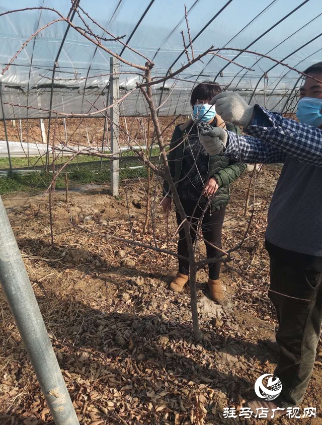 汝南縣板店鄉：疫情防控 農業生產兩不誤