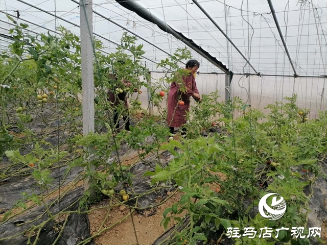 汝南縣板店鄉：戰“疫”扶貧兩不誤