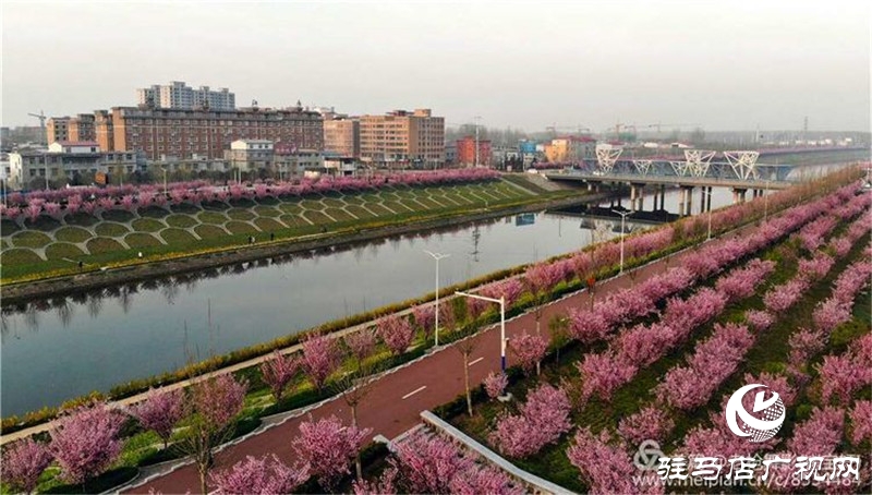 現在的西平正是海棠盛花期，花色粉嫩，色彩艷麗。由于當下疫情防控正處于關鍵時期，大家還不能聚集去現場賞花。縣融媒體中心將通過網絡的形式，專業團隊對海棠花盛開美景進行拍攝，通過云上西平客戶端、西平融媒體抖音平臺，讓廣大游客足不出戶，即可全方位、立體式、不間斷地欣賞到美麗的海棠花。