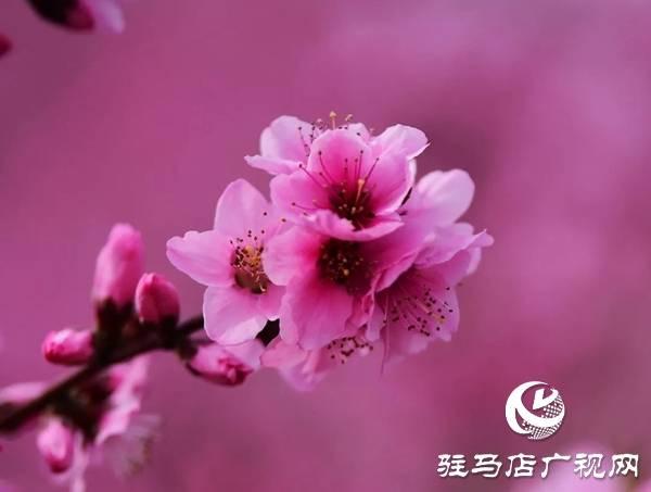 泌陽縣馬谷田鎮(zhèn)河南村萬畝果園 桃紅梨白花香正漫