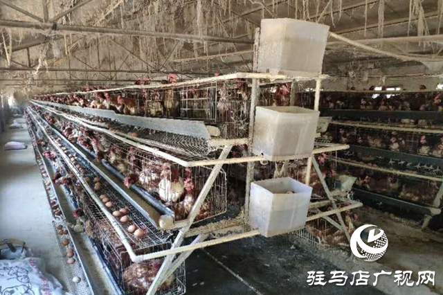 泌陽(yáng)：&ldquo;致富能人&rdquo;侯忠信養(yǎng)雞鋪就致富路