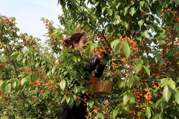 泌陽： 櫻桃富民靚鄉村
