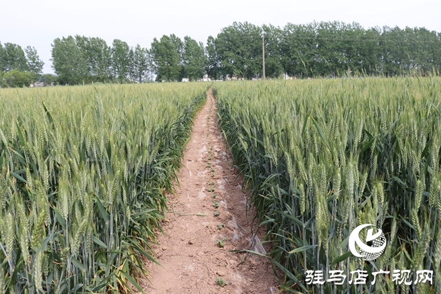 汝南縣板店鄉：小麥套西瓜 糧瓜雙豐收