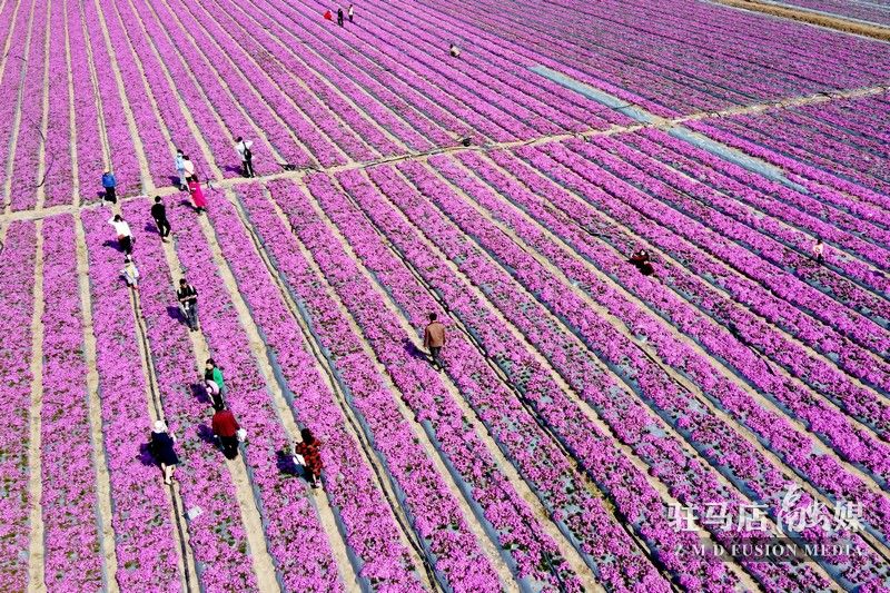 路線地址為：駐馬店出發(fā)，走重陽(yáng)大道向東行至中原大道左轉(zhuǎn)北行，在第一個(gè)丁字路口右轉(zhuǎn)東行去往石寨鋪鎮(zhèn)，沿途經(jīng)過(guò)高速通道，到達(dá)石寨鋪中心十字街左轉(zhuǎn)向北直行即可看到道路右側(cè)的大片花海。