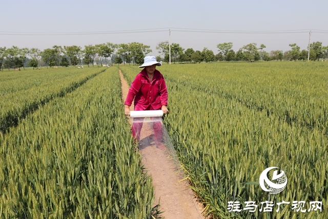 汝南縣板店鄉：小麥套西瓜 糧瓜雙豐收