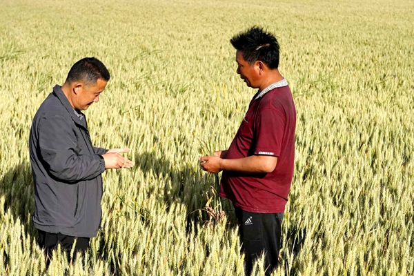 泌陽:創新流轉服務新模式 激發農業生產新動力