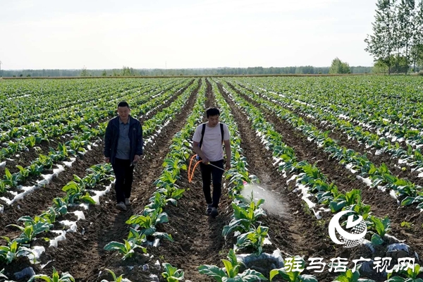 泌陽:創新流轉服務新模式 激發農業生產新動力