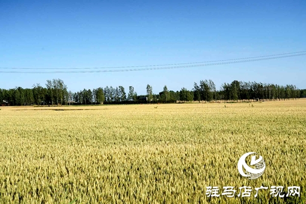 泌陽:創新流轉服務新模式 激發農業生產新動力