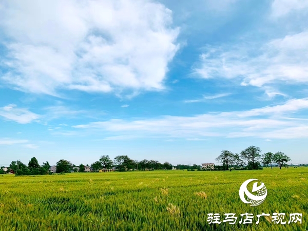 汝南縣王崗鎮朱莊村：這里和城里沒兩樣 