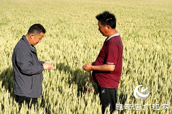 泌陽:創新流轉服務新模式 激發農業生產新動力