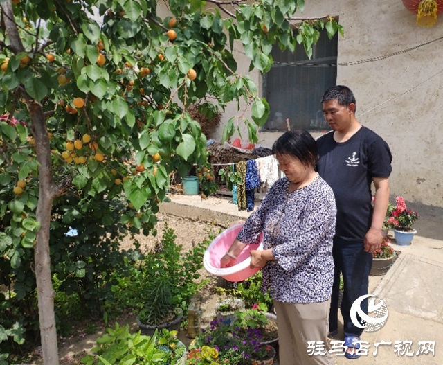 貧困戶張桂芝：俺家杏子熟了，要請韓書記來做客