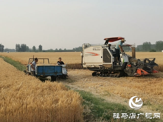 汝南縣王崗鎮:搶抓農時夏收忙