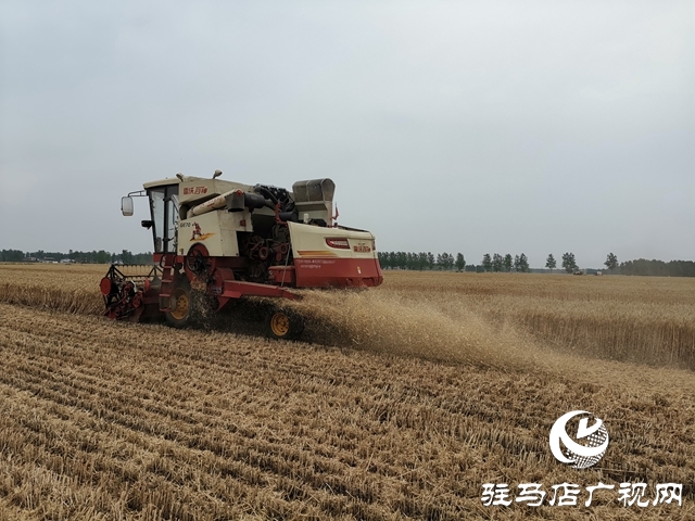 汝南縣王崗鎮:搶抓農時夏收忙