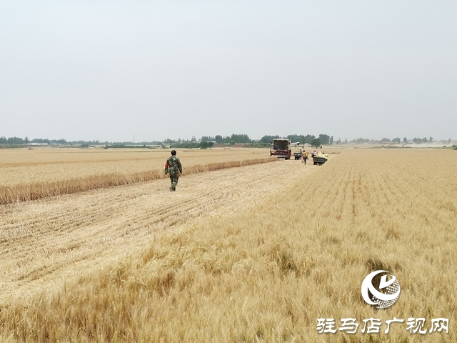 汝南縣王崗鎮:搶抓農時夏收忙