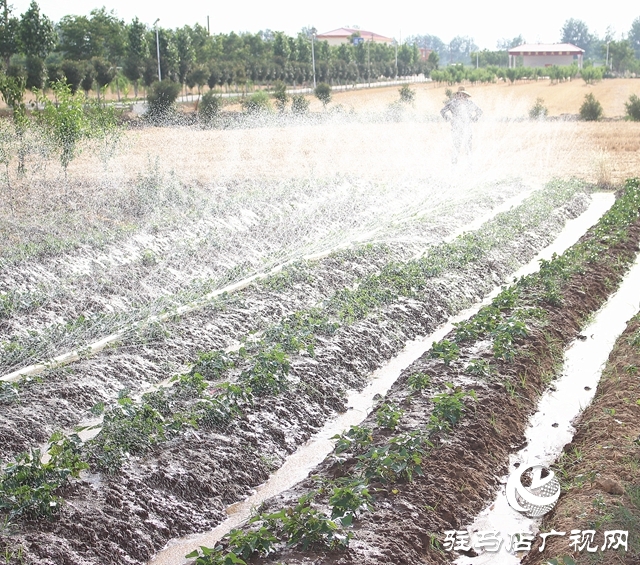 汝南縣古塔街道抗旱搶種不誤農時