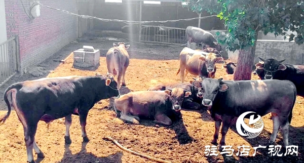 泌陽養殖戶陳宏偉:就想讓鄉親們有錢賺 有事做