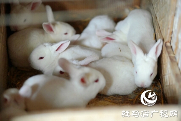 泌陽養殖戶陳宏偉:就想讓鄉親們有錢賺 有事做