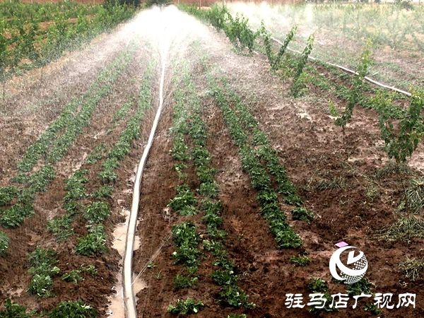 泌陽縣賒灣鎮：抗旱種秋保苗忙