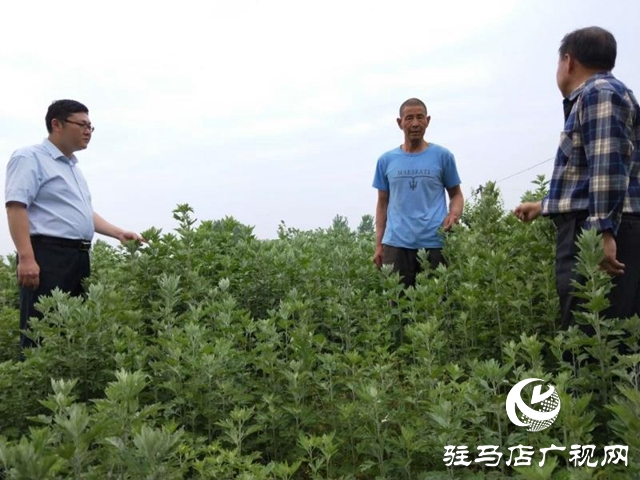 泌陽：“種草”也能發家  走上致富路
