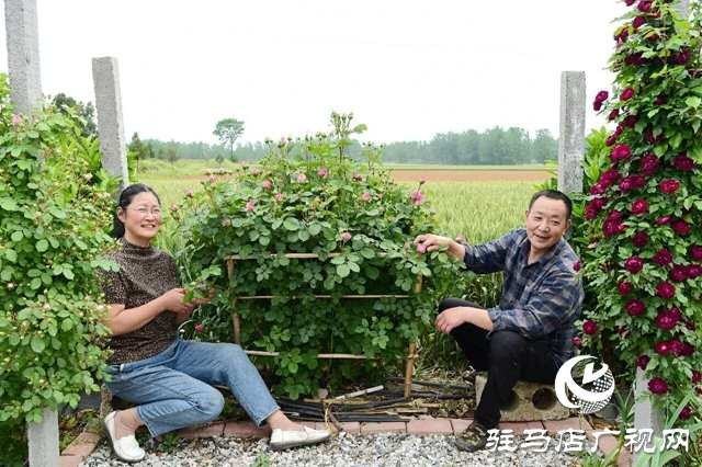 泌陽李春陽：新時代踐行綠色發展思想的巾幗標兵