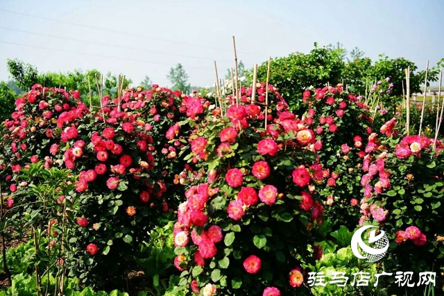 泌陽李春陽：新時代踐行綠色發展思想的巾幗標兵